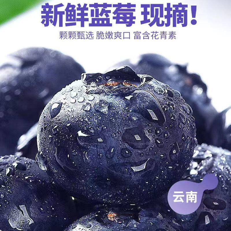 云南蓝莓鲜果优质商品果优瑞卡一颗蓝莓莓孕妇水果一件发顺丰包邮