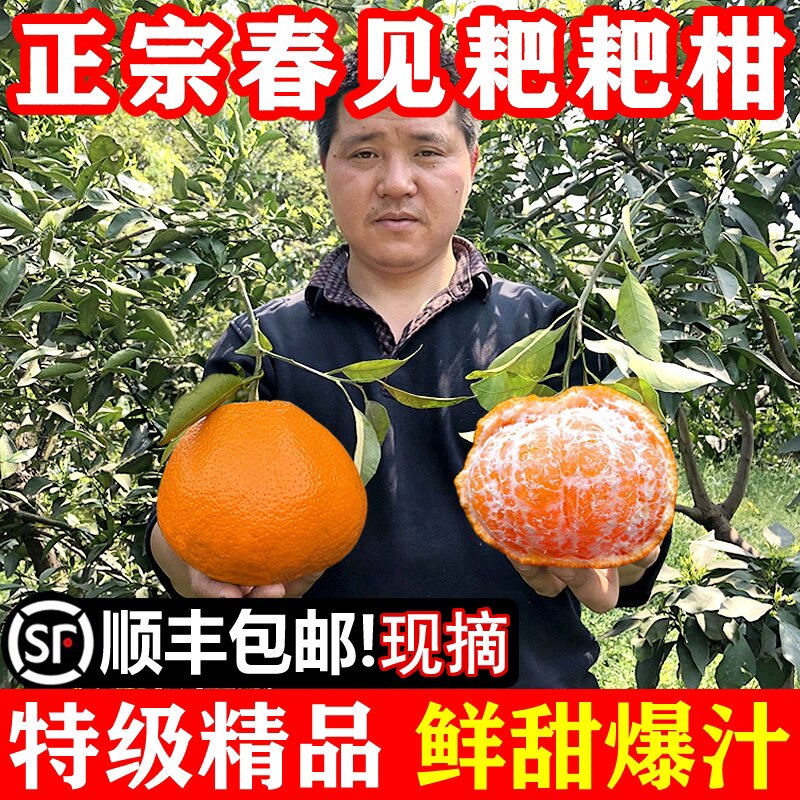 正宗四川春见耙耙柑当季新鲜水果眉山旗舰店丑杷杷粑粑柑橘子现摘