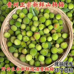 贵州正宗野生青杨梅果新鲜泡酒青果小杨梅当季酸水果现摘现发包邮