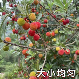 新鲜青红杨梅鲜果10斤泡酒专用小土野山杨梅扬梅孕妇酸水果当季