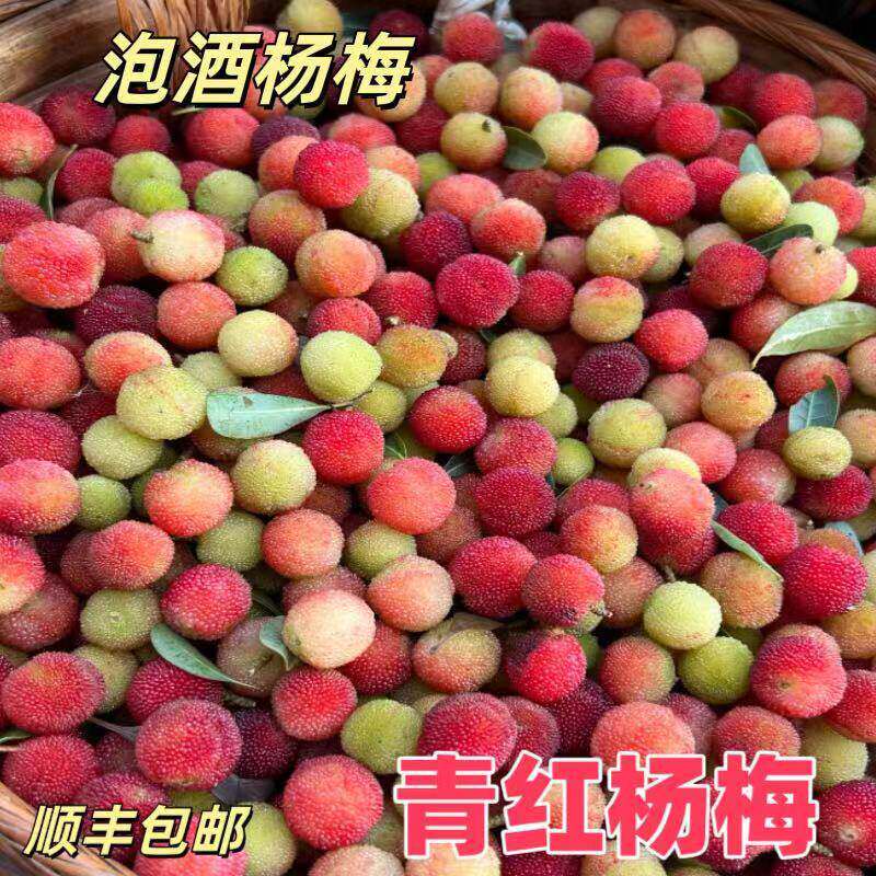 贵州深山老林青红杨梅孕妇泡酒专用10斤贵州特产现摘现发野杨梅酸