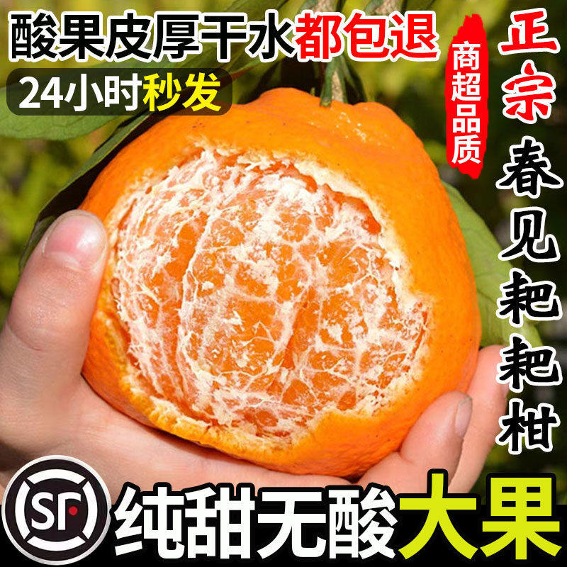 正宗纯甜春见耙耙柑新鲜现摘特级5斤四川粑粑桔杷杷橘子当季水果