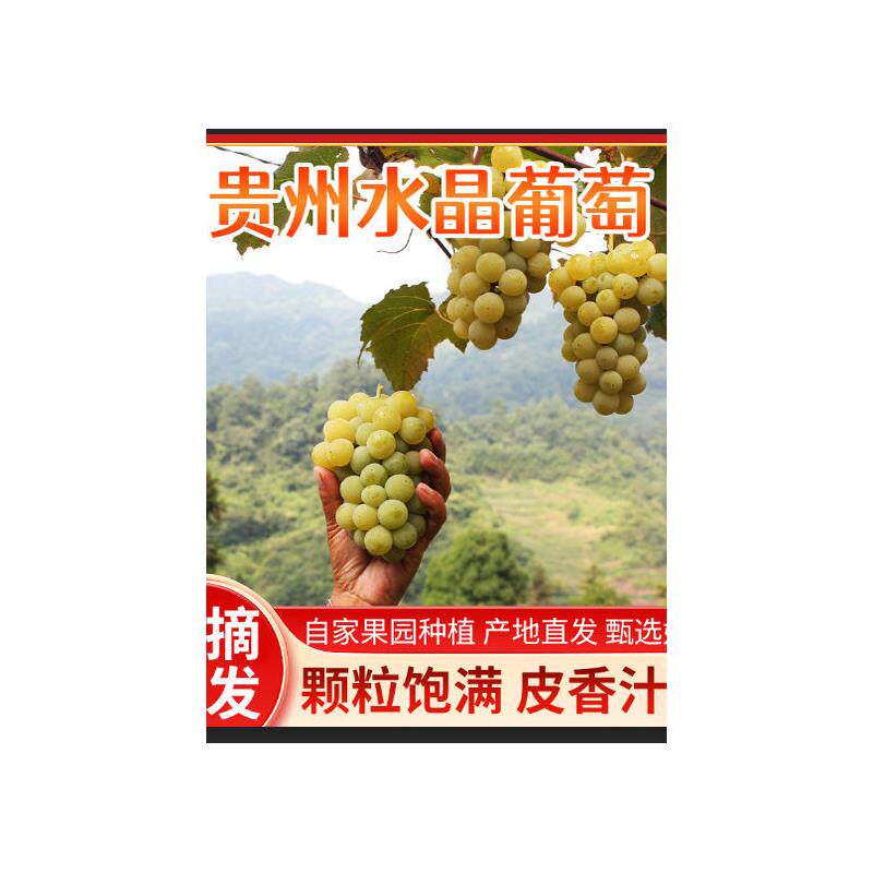 贵州特产水晶葡萄农家自