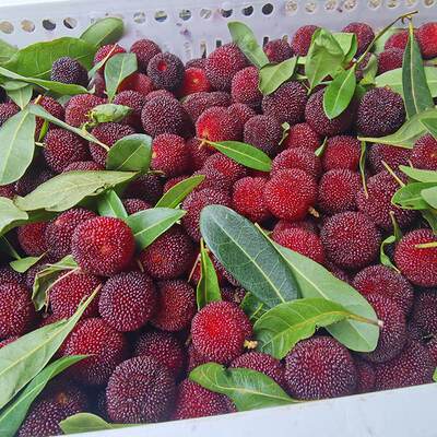 当季鲜果青红杨梅新鲜冰冻贵州泡酒小杨梅孕妇水果酸甜早梅 5斤装