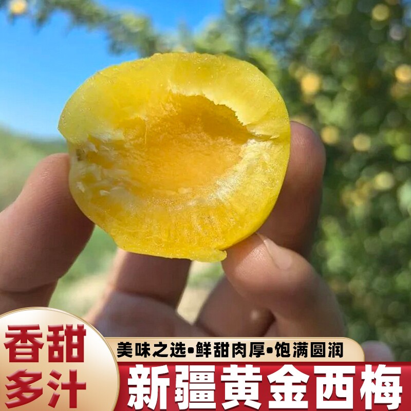 正宗新疆阿克苏黄金西梅新鲜水果黄皮黄肉甜西梅当季现摘香甜多汁