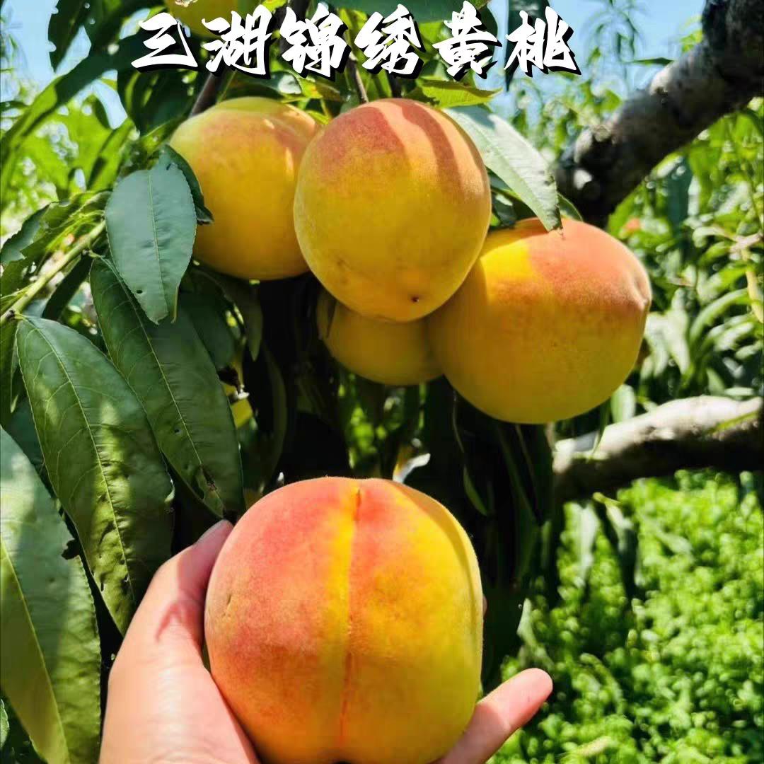 湖北荆州特产正宗三湖锦