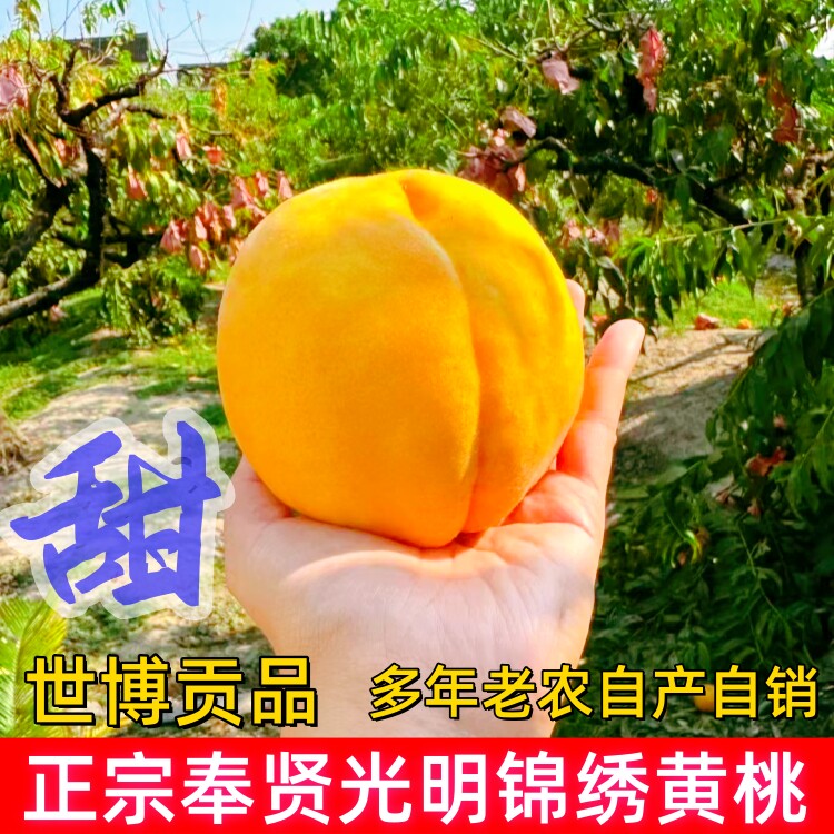 正宗上海奉贤光明锦绣黄