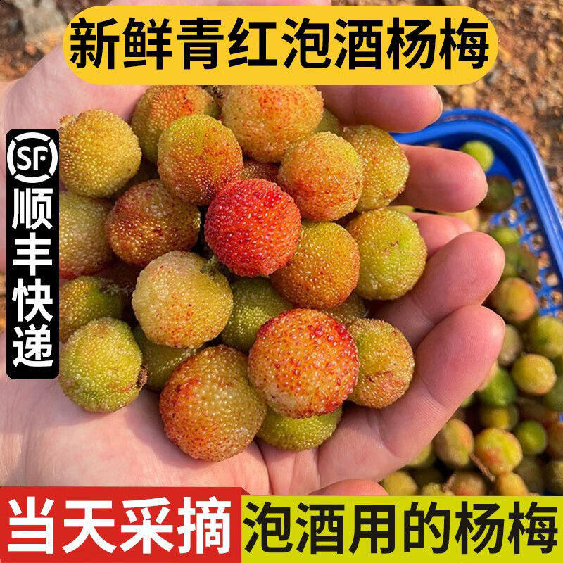 顺丰 新鲜青红杨梅鲜果5斤泡酒专用小土野山杨梅扬梅孕妇酸水果R