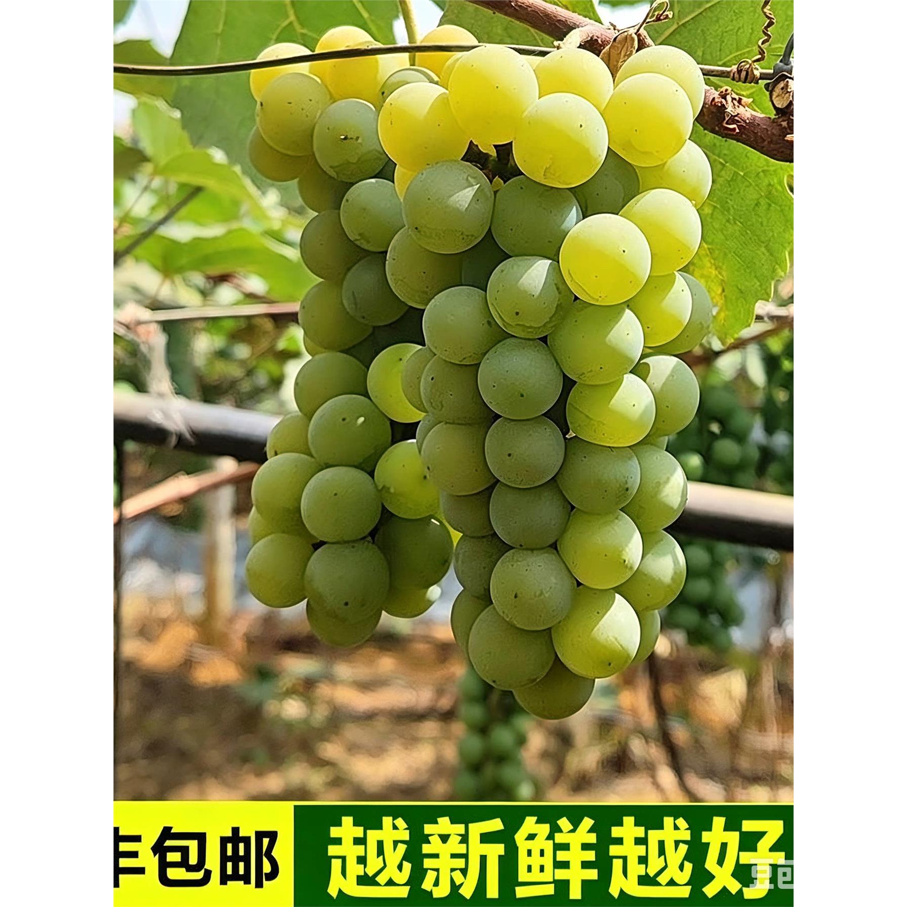 顺丰水晶葡萄新鲜云南香