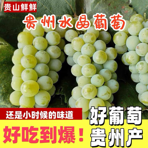 贵州特产正宗水晶葡萄农