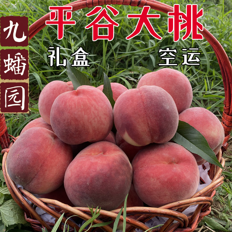 北京水蜜桃突围绿化九9号