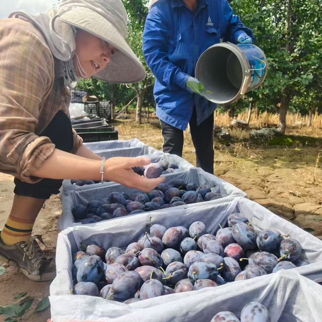 甘肃靖远高品质西梅果香味浓郁新鲜采摘