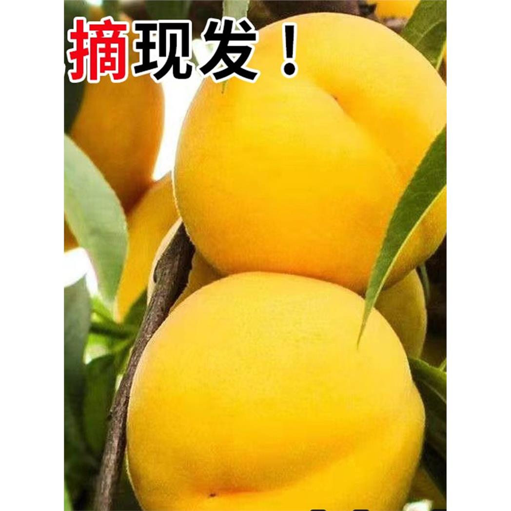 黄桃新鲜水果当季砀山现