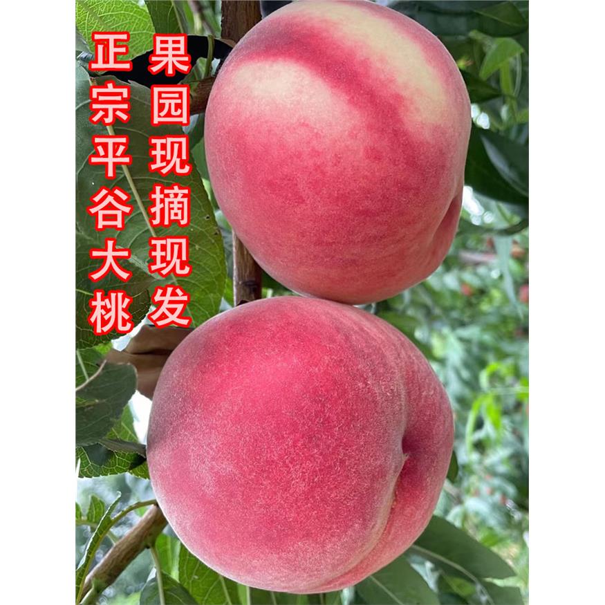 平谷大桃久保水蜜桃脆甜