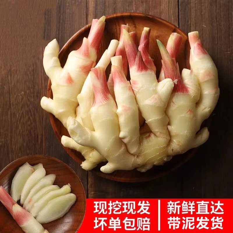 山东嫩姜新鲜生姜仔姜子姜鲜姜腌制仔姜芽5斤红芽姜新姜