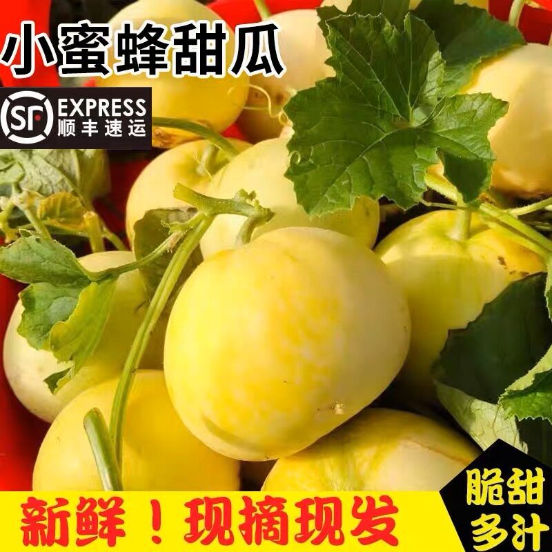 2026年山东蜜罐小蜜蜂冰糖脆甜瓜现摘新鲜水果当季时令香瓜甜多汁
