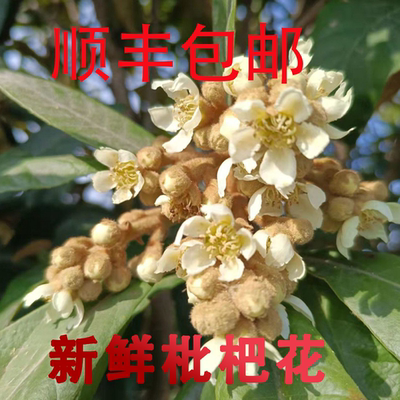 2025年新鲜枇杷花500g