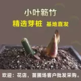 Аутентичный Zhanjiang Xiaoyezhu старая куча Будда Живот, саженцы из бамбукового корня, просмотр рабочего стола Зеленый посадка в горшках