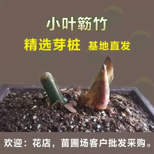 Аутентичный Zhanjiang Xiaoyezhu старая куча Будда Живот, саженцы из бамбукового корня, просмотр рабочего стола Зеленый посадка в горшках