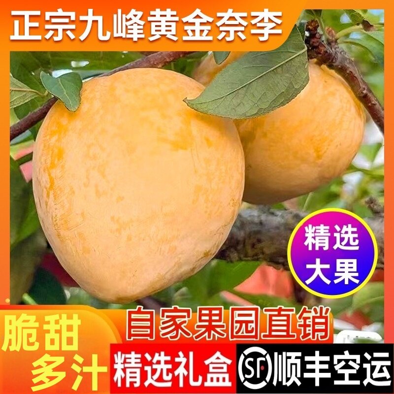 正宗韶关乐昌九峰山黄金