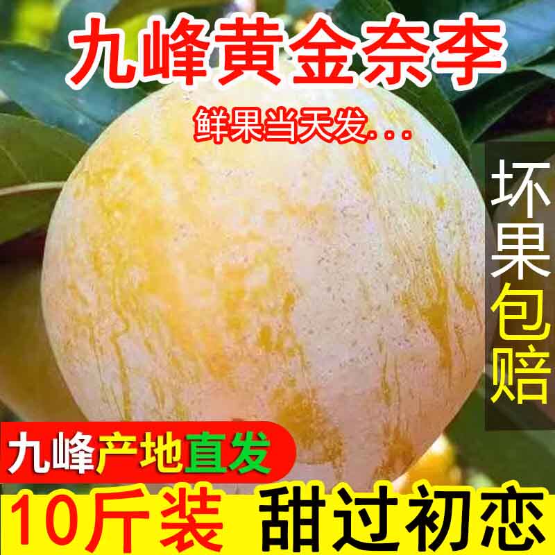 正宗乐昌九峰山黄金奈李