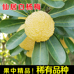 【稀有贡梅】特级仙居水晶白杨梅新鲜水果整箱鲜果现摘现发礼盒装