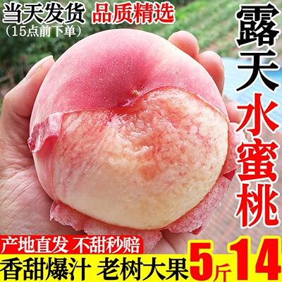 水蜜桃子水果新鲜应当季