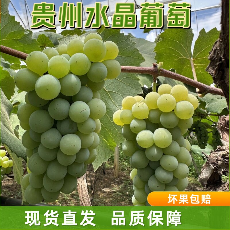 现货-贵州水晶葡萄果香浓