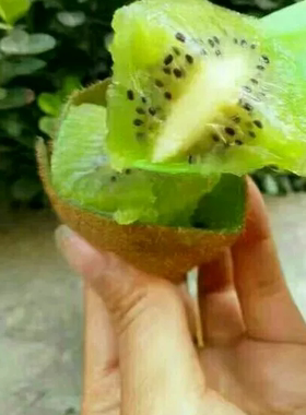 新鲜包邮奇异果绿心徐香