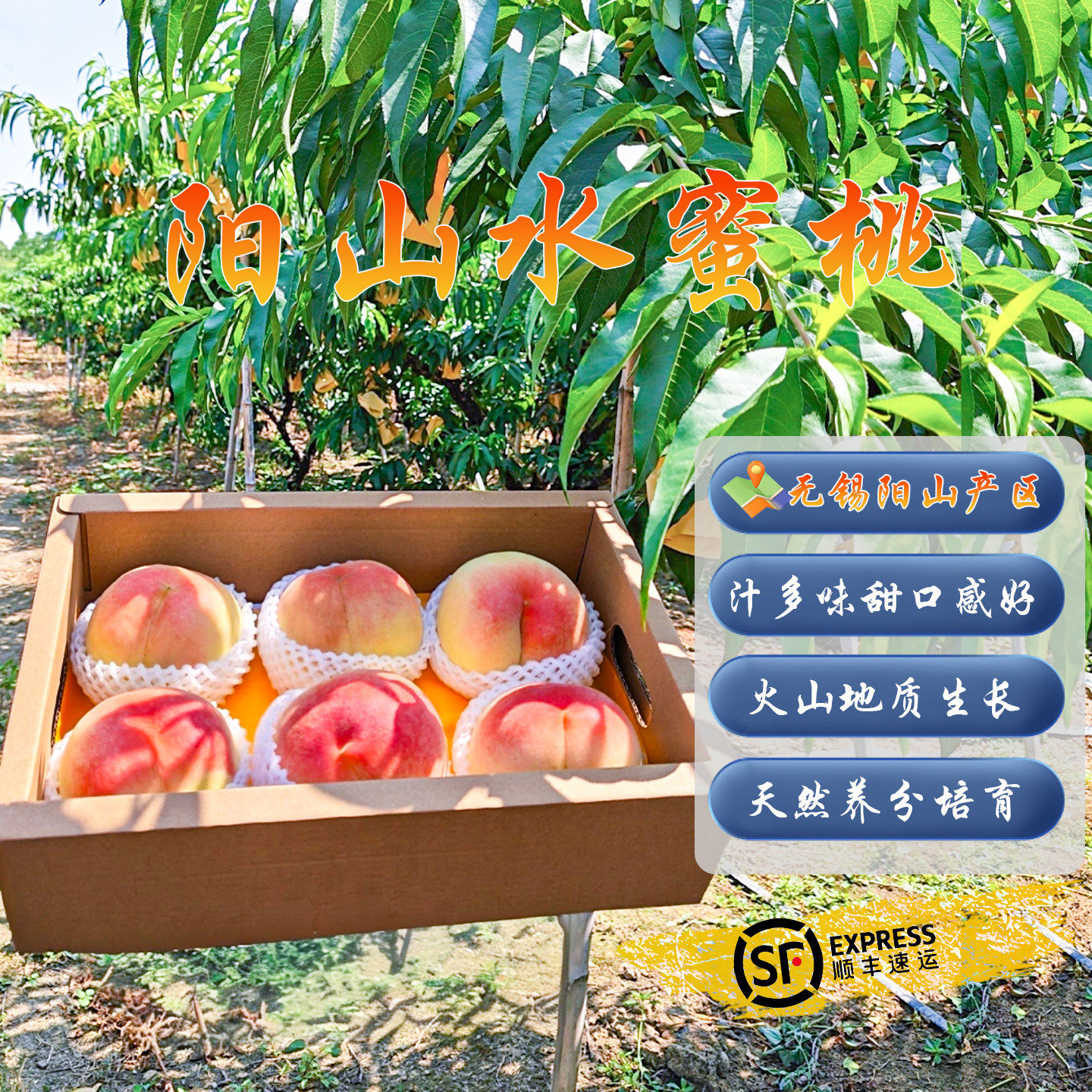 [果园直发]正宗无锡水蜜