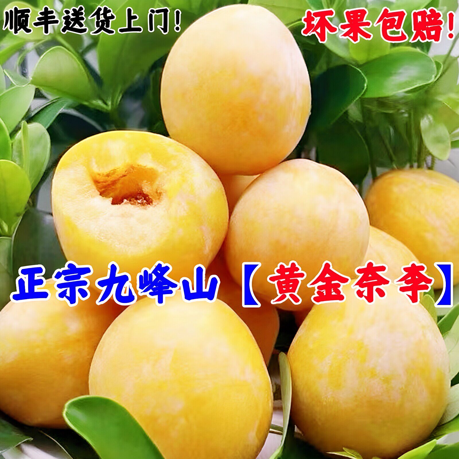 正宗九峰山黄金奈李子新