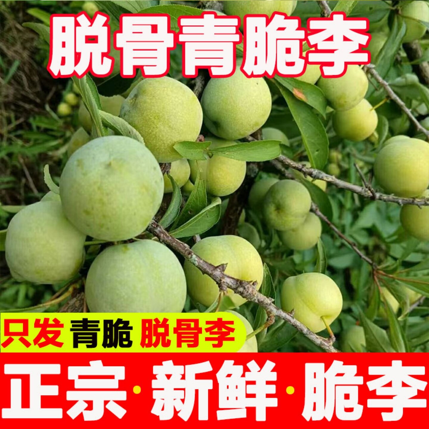 正宗贵州青脆脱骨李应当