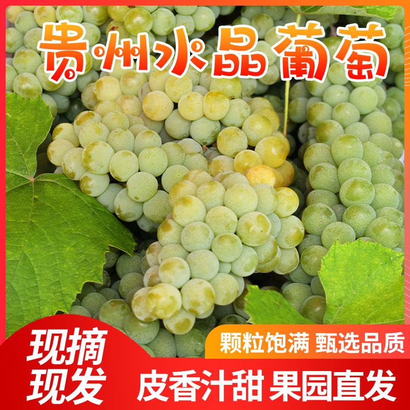 贵州特产水晶葡萄农家自
