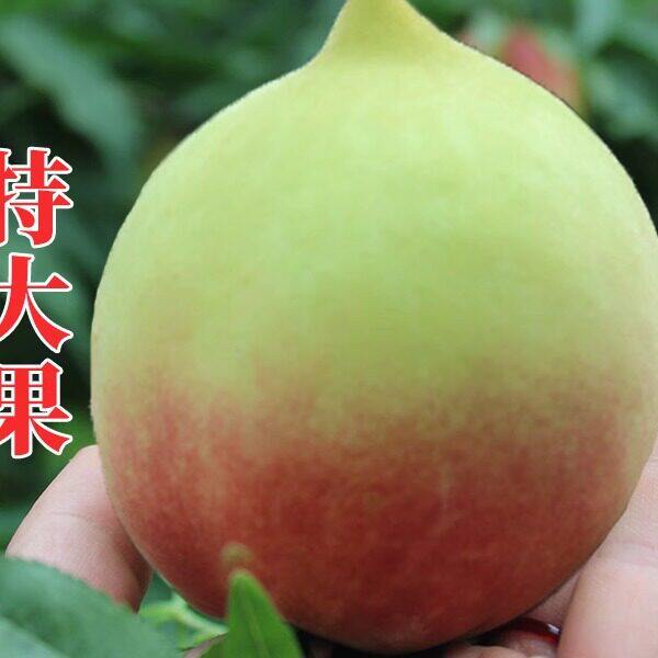连平鹰嘴桃新鲜脆甜现摘当季大桃子时令水果整箱蜜桃广东特产