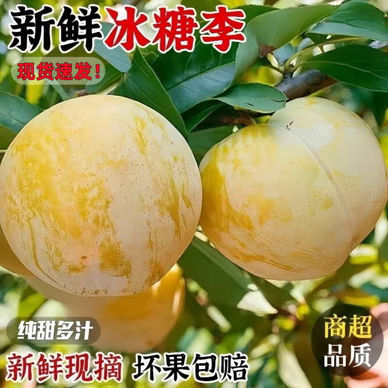 正宗四川冰糖李纯甜桃花