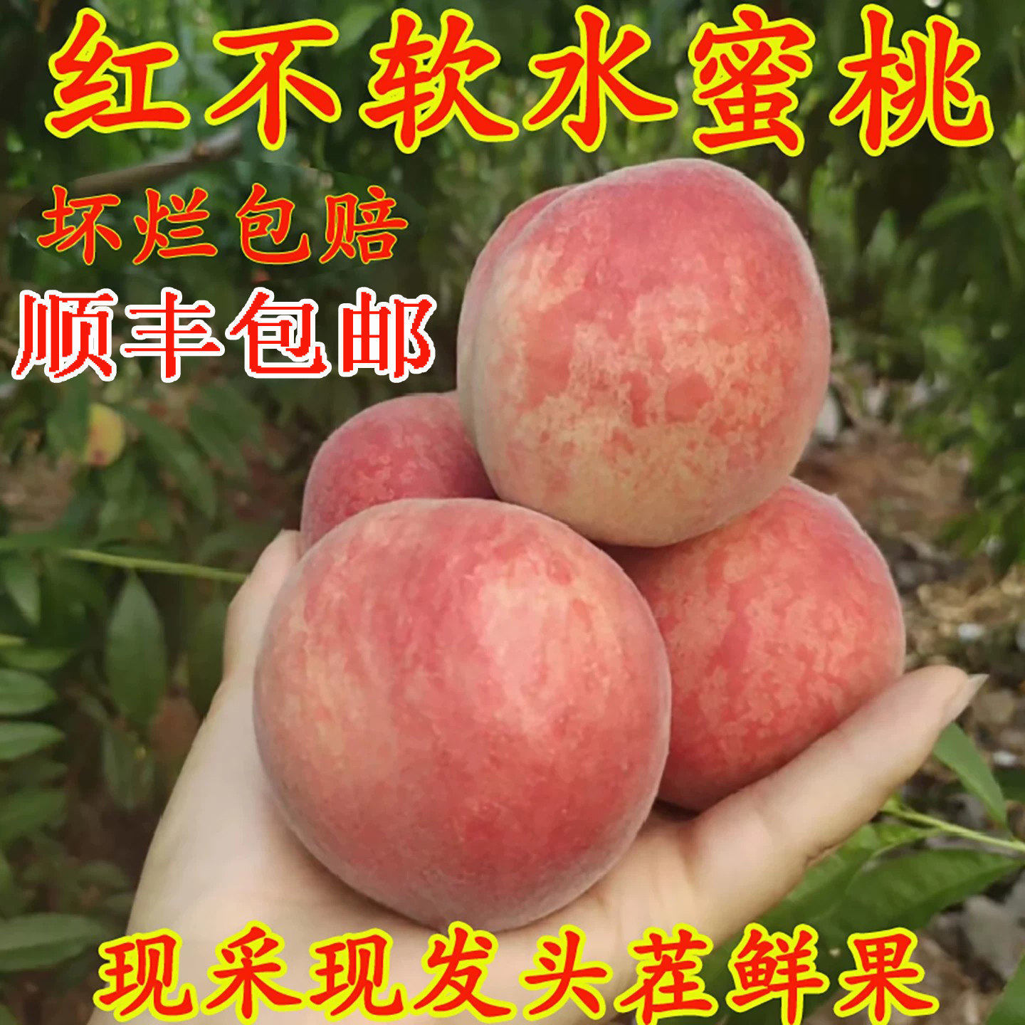 桃子新鲜水果水蜜桃脆桃毛桃当季应季整箱鲜果湖北脆甜现摘五月红