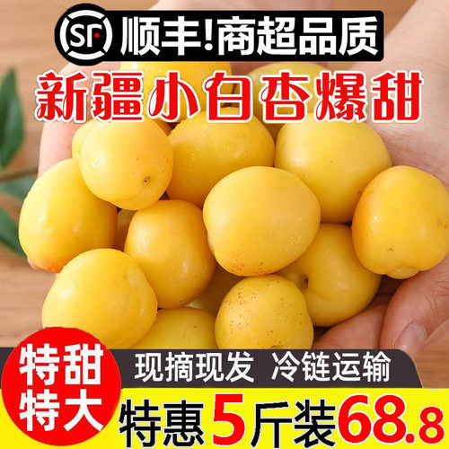 新疆小白杏当季应季新鲜现发
