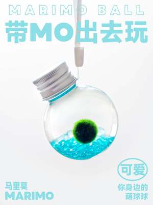 新品Marimo马里莫小萌球幸福球藻冬季耐寒水培绿植物海藻生态瓶礼