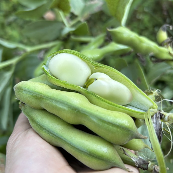 四川新鲜胡豆生蚕豆嫩带壳10斤攀枝花现摘孕妇农家蔬菜青罗汉豆荚