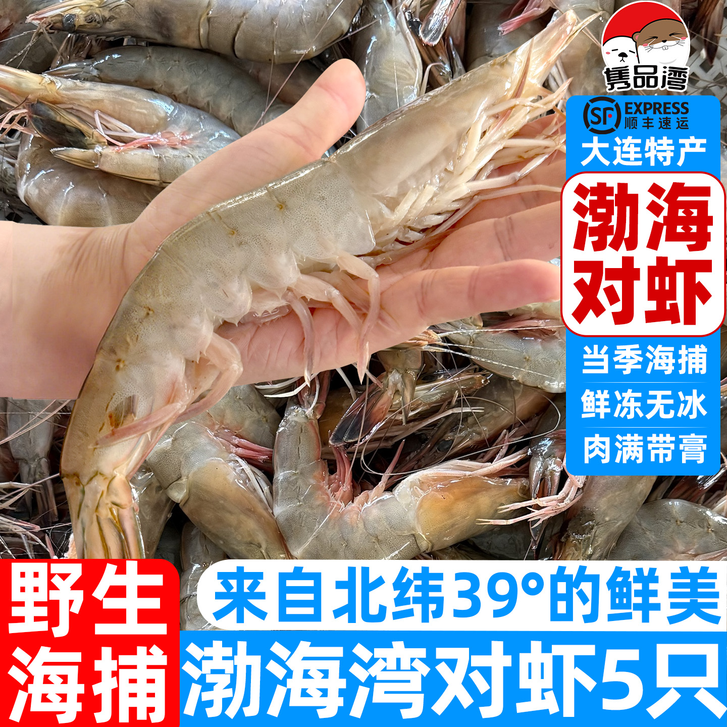 大连渤海湾大对虾5只装