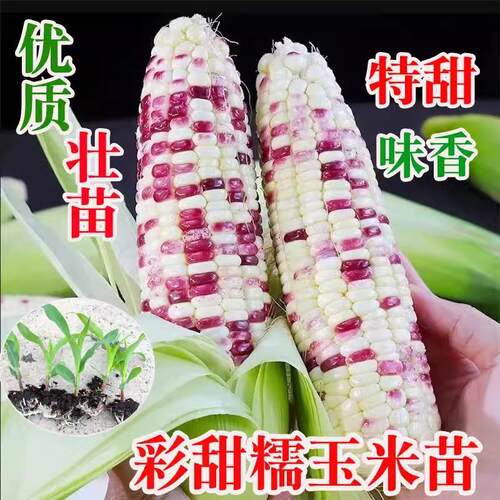 高产彩甜糯玉米苗种子玉米棒子秧