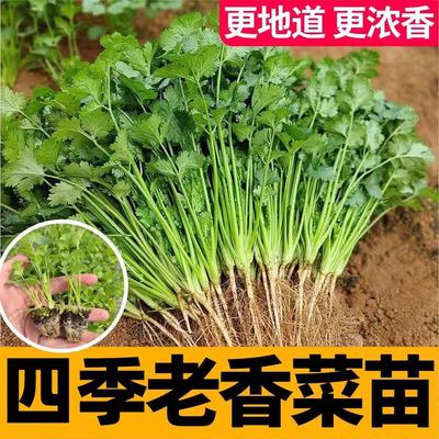 春秋小院芫荽种子山东老香菜秧苗