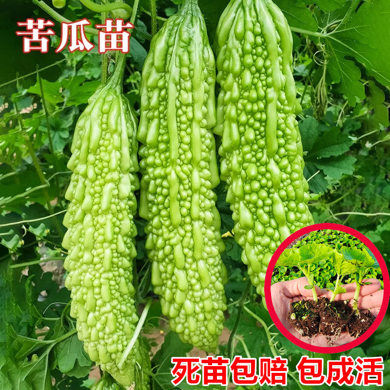 白苹果苦瓜苗西葫芦癞瓜砍瓜黄瓜大秧苗四季庭院阳台蔬菜种孑盆栽