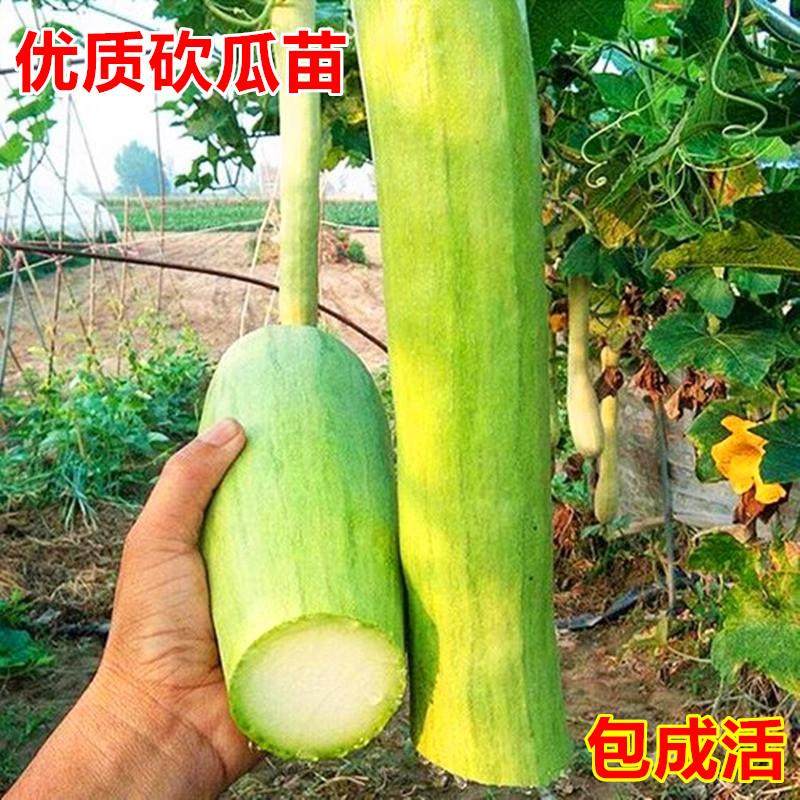 神奇砍瓜苗瓠瓜南瓜秧易种植砍瓜西葫芦种子春季农家庭院观赏蔬菜