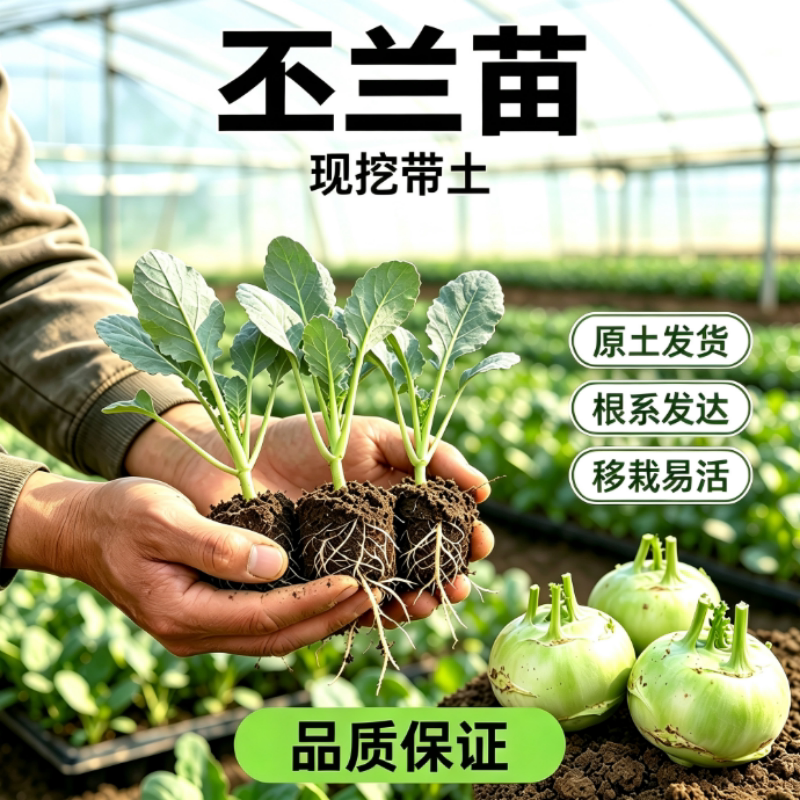 秋冬青苤蓝苗苤兰秧苗种籽紫丕兰