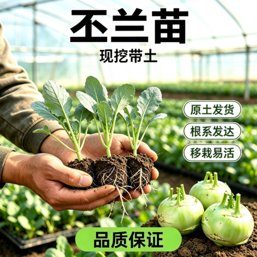 秋冬青苤蓝苗苤兰秧苗种籽紫丕兰
