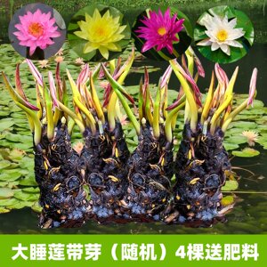 睡莲根块带芽水培植物四季开花带花苞发货无土迷你荷花种藕盆栽苗