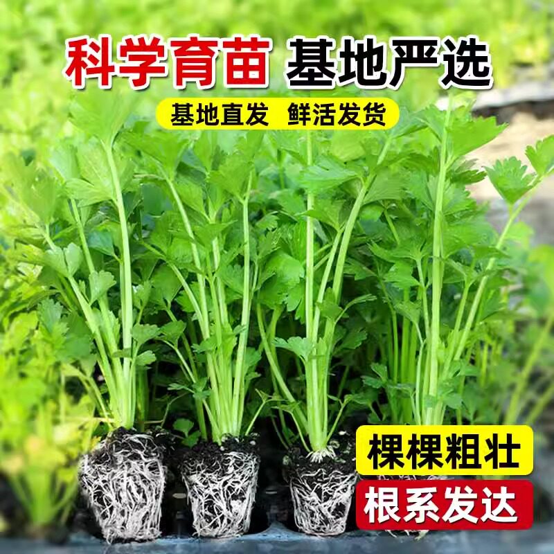 蔬菜苗幼苗秋冬香芹菜苗阳台盆栽