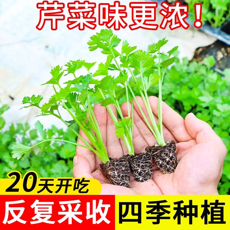 秋冬蔬菜苗幼苗小香芹种子芹菜秧苗香芹菜种籽蔬菜种四季阳台盆栽