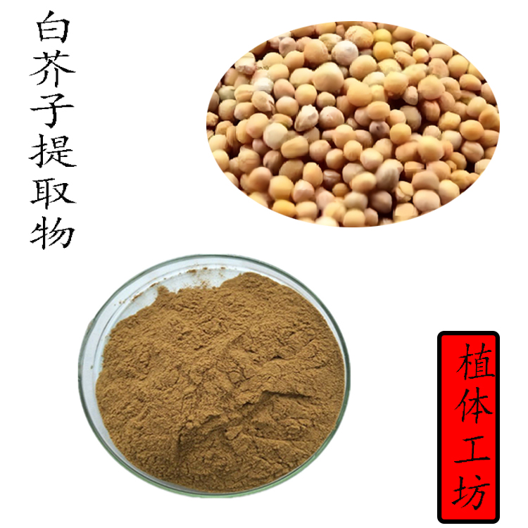 白芥子提取物 水溶性浓缩粉植物比例提取物 精细粉末100g袋装新货
